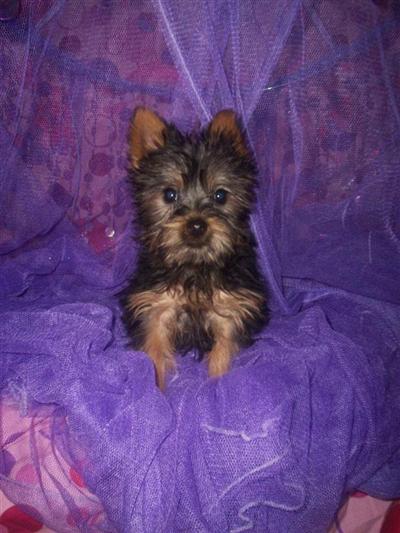 Silky Terrier Puppies for Sale